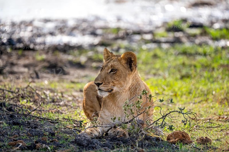 Lion (Panthera leo), young sitting in the shade, Khwai, Okavango Delta, Moremi Game Reserve, Botswana