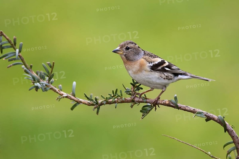 Brambling (Fringilla montifringilla) female, Brandenburg, Germany