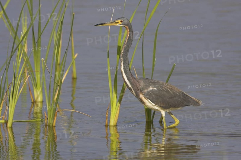 Tricolored Heron (Egretta tricolor), Texas, USA