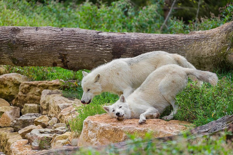 Two arctic wolves (Canis lupus arctos) stand on a rock and take the smell of something