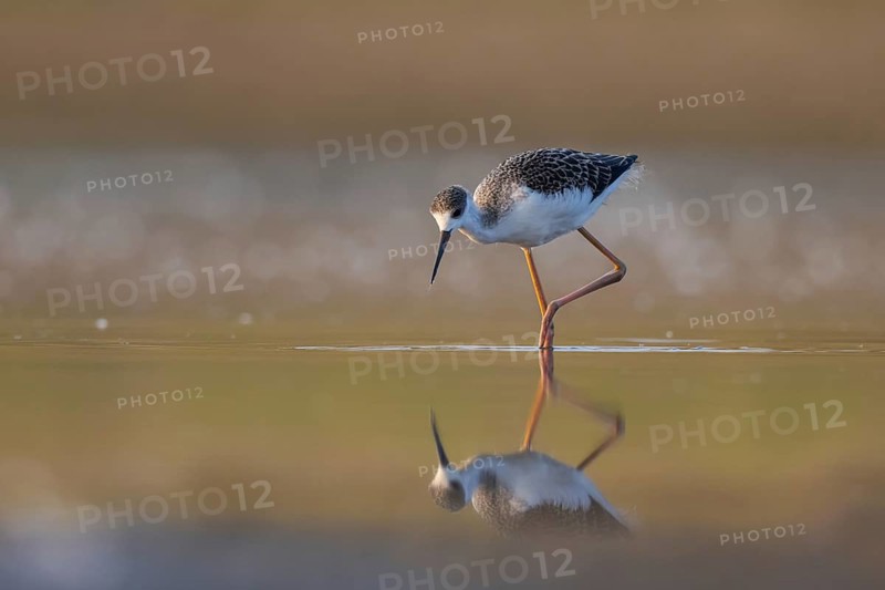 Black-winged Stilt (Himantopus himantopus) juvenile foraging, North Rhine-Westphalia, Germany