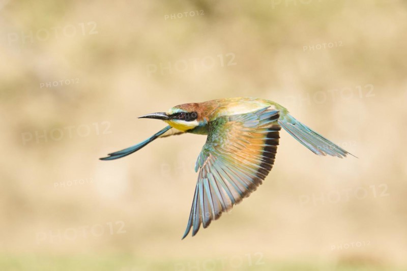 European bee-eater (Merops apiaster) flying over the ground, Spain