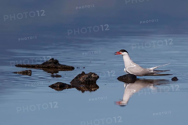 Common Tern (Sterna hirundo), Greece