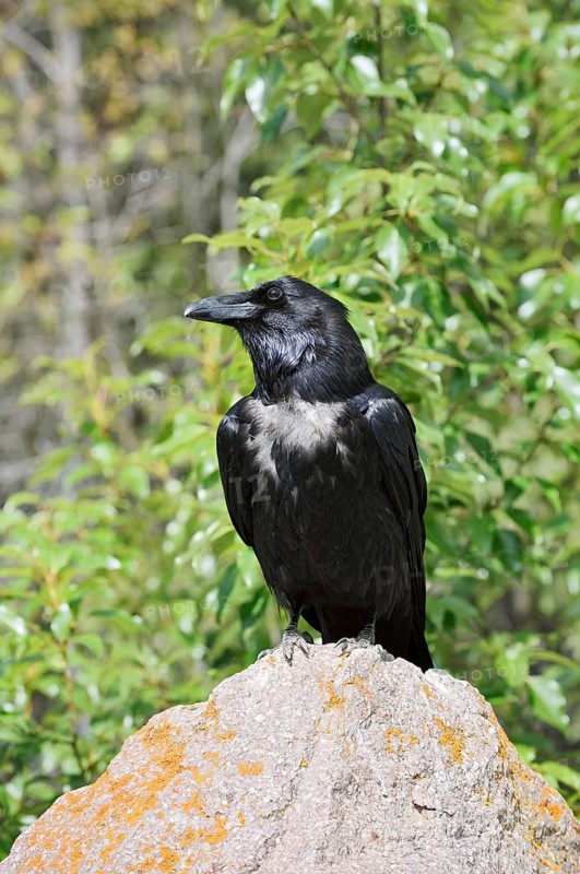 Raven (Corvus corax) sitting on a rock, Banff National Park, Alberta, Canada