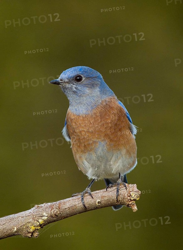 Western Bluebird (Sialia mexicanus)