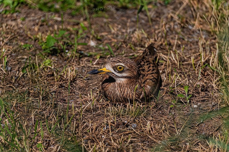 A bird with striking yellow eyes sits nestled in dry grass, blending into the surroundings with its brown plumage. Captured in the wild under natural lighting, showcasing camouflage
