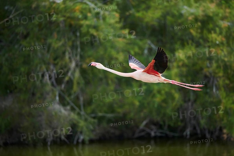 Greater Flamingo (Phoenicopterus roseus), starting, flying, Parc Naturel Regional de Camargue, France