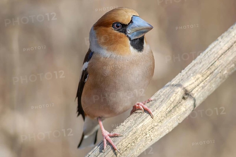 A small bird is sitting on a branch. The bird is brown and has a grey beak. Hawfinch (Coccothraustes coccothraustes) . Lower Rhine, Alsace, France