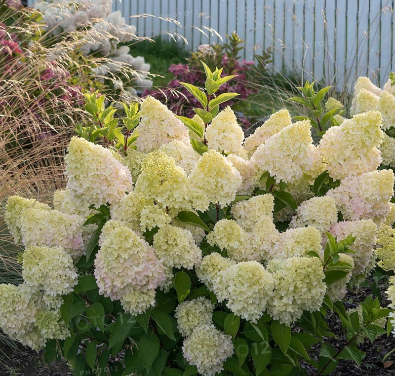 Panicle hydrangea (Hydrangea paniculata REDLIGHT), City Park, Finland