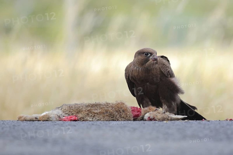Black Falcon (Falco subniger), Victoria, Australia