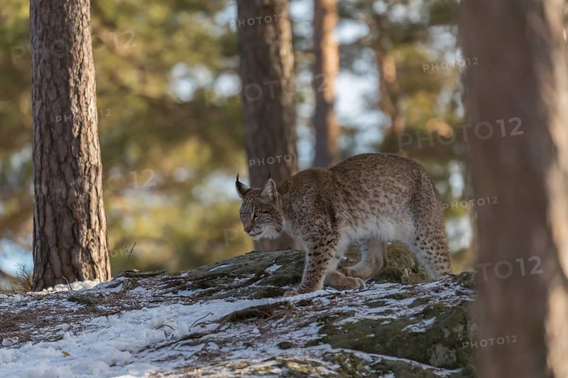 One young male Eurasian lynx, (Lynx lynx), walking over a snow covered forest ground in early morning light