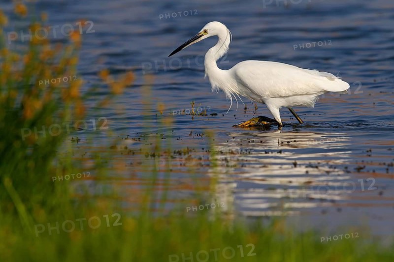 Little egret foraging, (Egretta garzetta) Salalah, Khawr Rawri, Dhofar, Oman