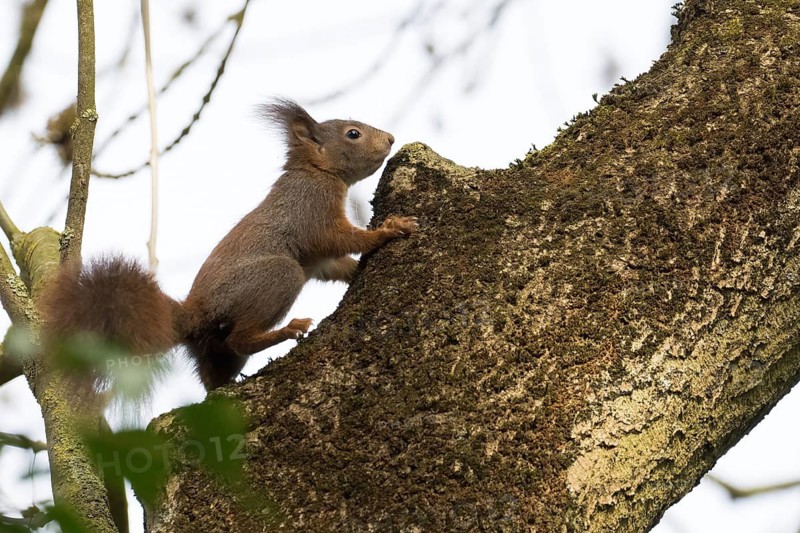 A squirrel (Sciurus vulgaris) moves agilely along a tree trunk, Hesse, Germany