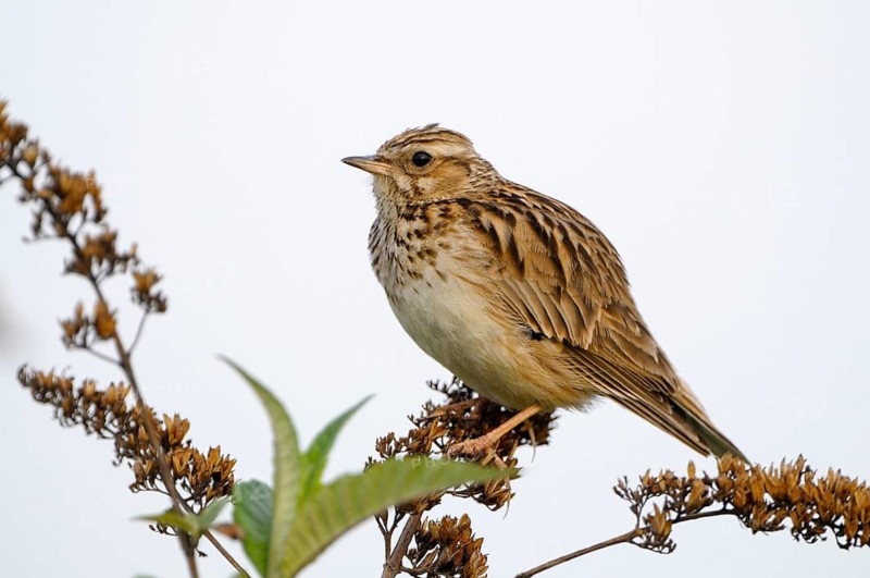 Heidelerche (Lullula arborea), Woodlark, singendes Maennchen, morgens, Mai, Oberhausen, Ruhrgebiet, Nordrhein-Westfalen, Deutschland