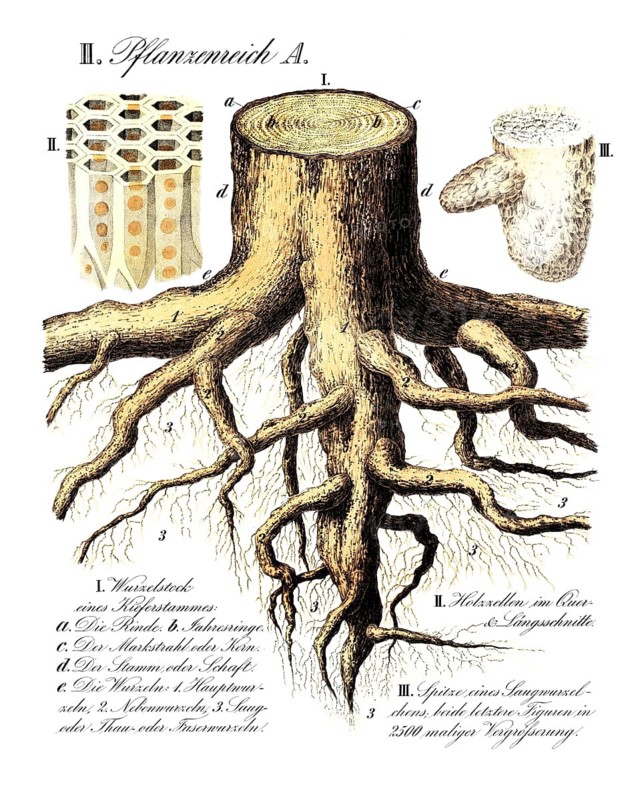 Rootstock of a pine trunk, pinus, root system, reproduction of a historical school picture, mural or teaching board, authentic, exact date unknown