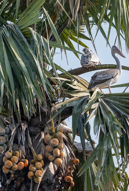 Several red pelicans (Pelecanus rufescens) sitting in the leaves of a palmyra palm (Borassus flabellifer), Murchison Falls NP, Uganda