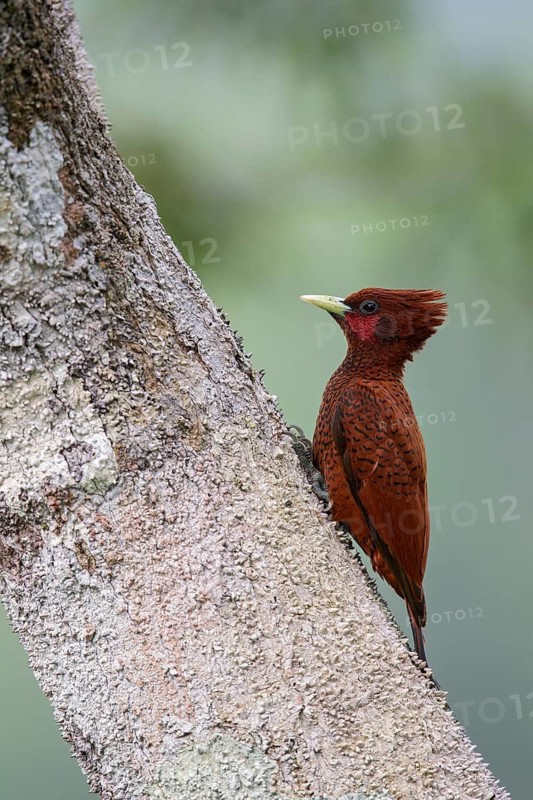 Scale-breasted Woodpecker (Celeus grammicus) perched on a branch in Ecuador