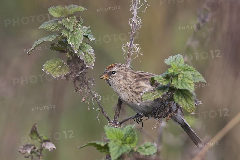 Common Redpoll - Taiga-BIrkenzeisig - Carduelis flammea flammea
