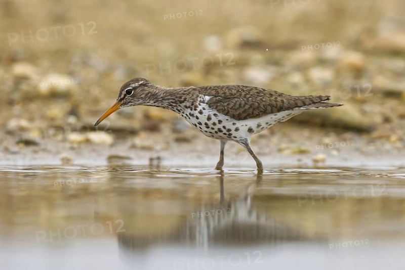 Spotted Sandpiper (Actitis macularius) foraging, North Rhine-Westphalia, Germany