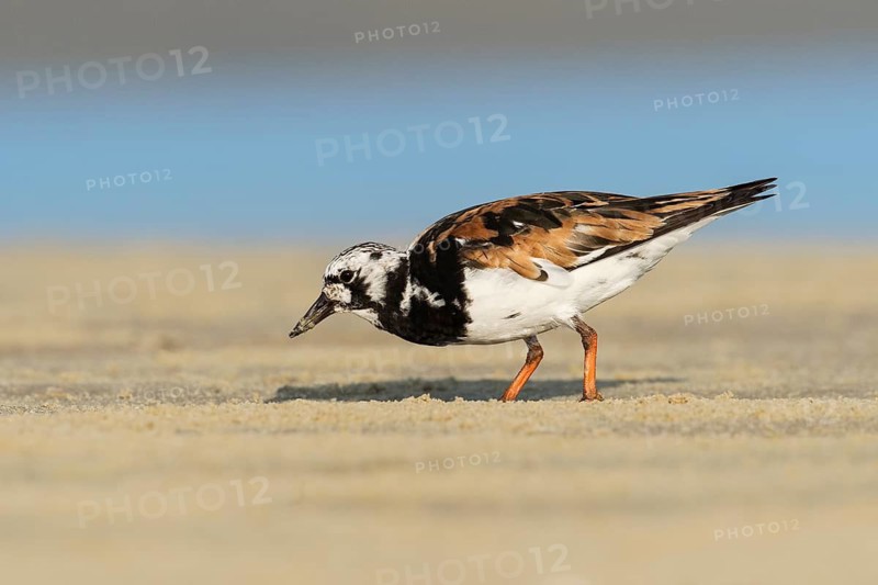 Ruddy Turnstone (Arenaria interpres), Ma'agan Michael, Israel