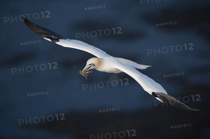 Northern Gannet (Morus bassanus) flying, Schleswig-Holstein, Germany