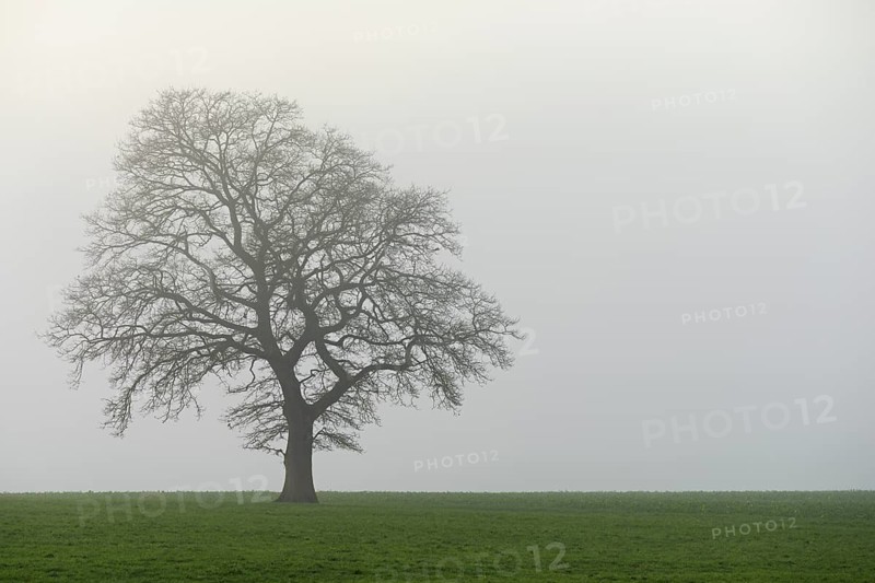 English oak (Quercus robur, Quercus petraea), in the fog, Lindenberg, Schlatt, Canton Lucerne, Switzerland