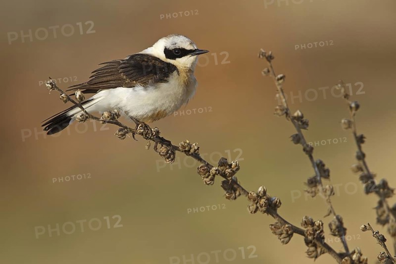 Black-eared Wheatear (Oenanthe hispanica melanoleuca) male, Silifke, Turkey