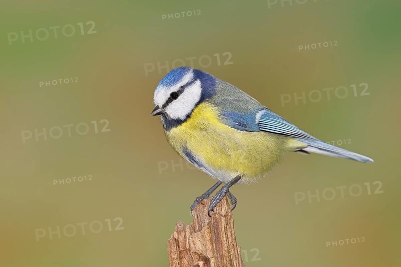 Blue tit (Parus caeruleus), sitting on a tree stump, Wilnsdorf, North Rhine-Westphalia, Germany