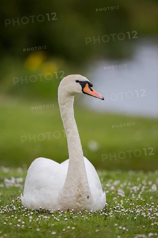 Mute Swan (Cygnus olor), Newcastle, United Kingdom