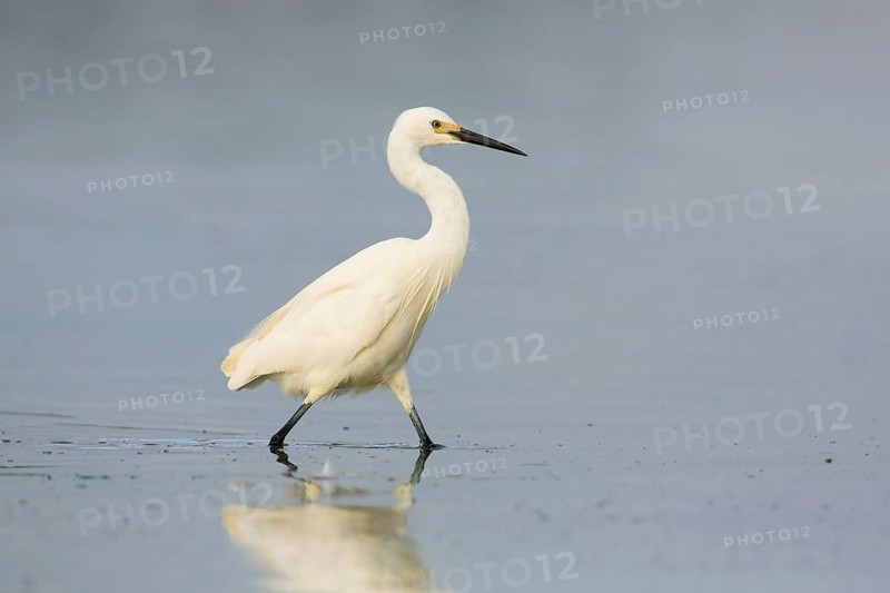 Little Egret (Egretta garzetta), Victoria, Australia