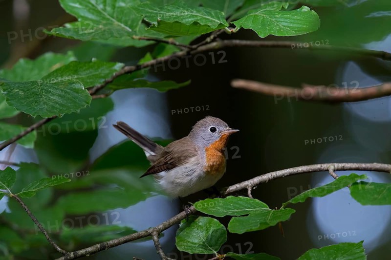 Red-breasted Flycatcher (Ficedula parva) male perched on a branch, Mecklenburg-Western Pomerania, Germany