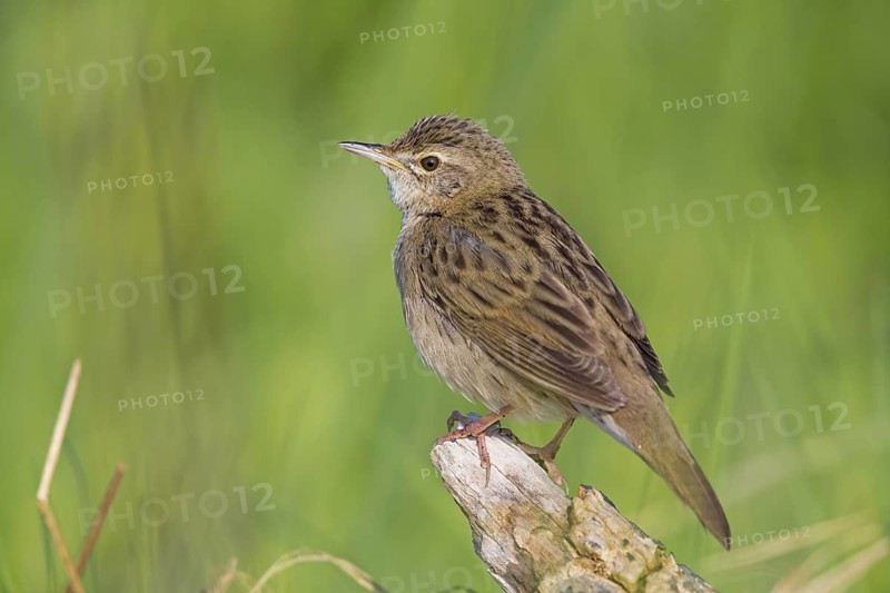 Field warbler, (Locustella naevia), Animals, Birds, Songbirds, Perching bird, Family of the whisker relatives, District Bad Dürkheim, Rhineland-Palatinate, Federal Republic of Germany