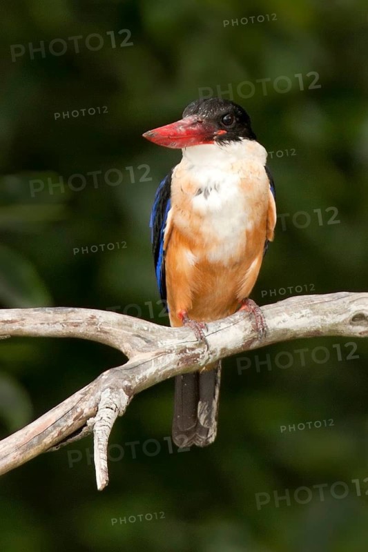 Black-capped Kingfisher (Halcyon pileata), Penang, Malaysia