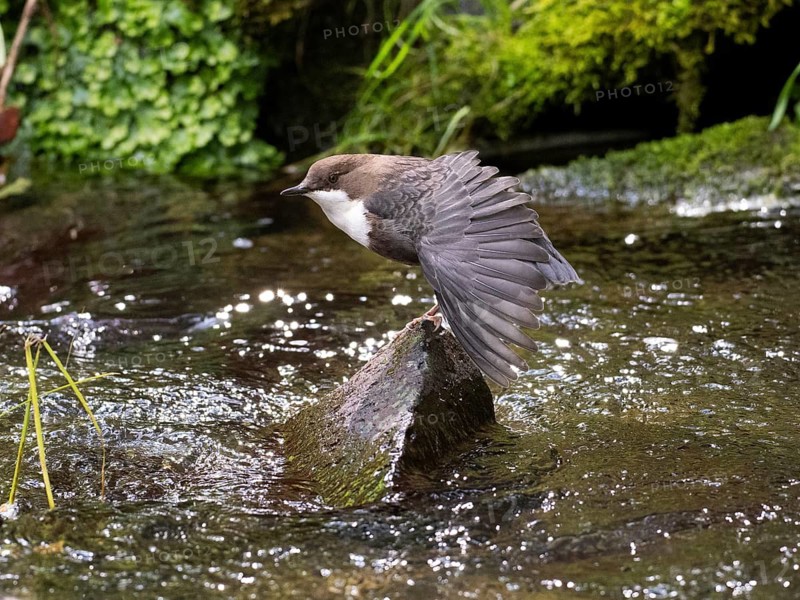 Common Dipper (Cinclus cinclus), adult bird perched on a stone in a hill stream, stretching its wing, Hesse, Germany