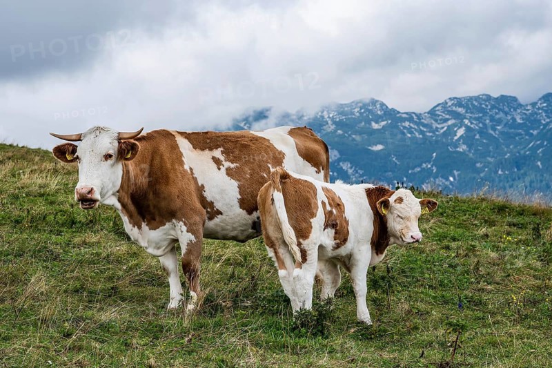 A brown and white cow with horns stands next to her young calf on a grassy mountain slope with a backdrop of jagged, blue-tinted Alpine peaks in Slovenia