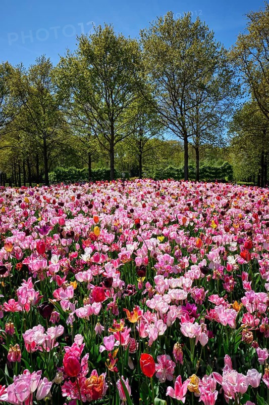 Blooming tulips flowerbed in Keukenhof flower garden, also known as the Garden of Europe. One of the world's largest flower gardens and popular tourist attraction. Lisse, the Netherlands