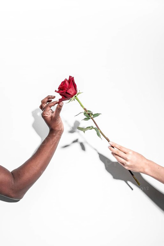 A multiethnic man and woman gently hold a single red rose against a white background, symbolizing unity and love. The composition highlights their diverse hands and the vibrant flower