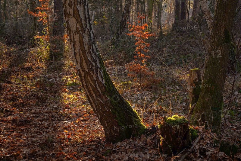 View through two mossy trees to a young beech tree with dried leaves, foliage, landscape, nature photo, evening light, forest, close-up, nature photo, Neustadt am Rübenberge, Lower Saxony, Germany