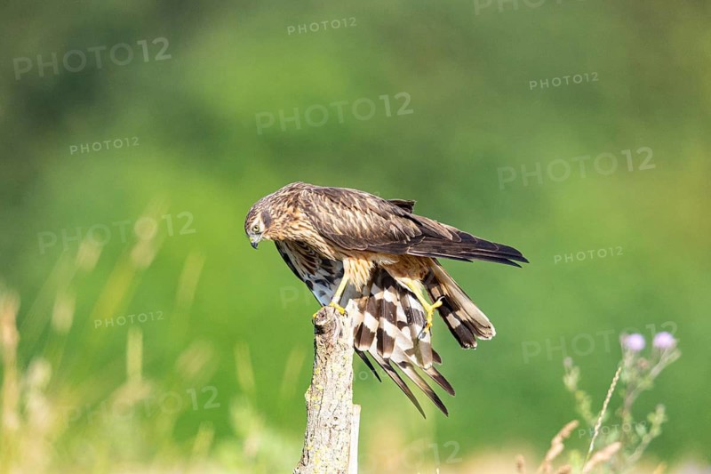 Montagu's harrier (Circus pygargus) wbl Germany