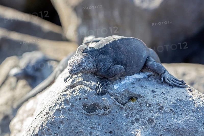 Marine lizard Amblyrhynchus cristatus), San Cristobal, Galapagos, Ecuador