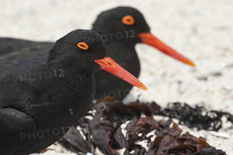 African Oystercatcher (Haematopus moquini) on beach, South Africa
