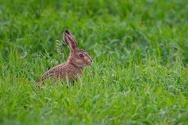 European brown hare (Lepus europaeus) juvenile leveret animal eating in a farmland cereal field crop in summer, England, United Kingdom