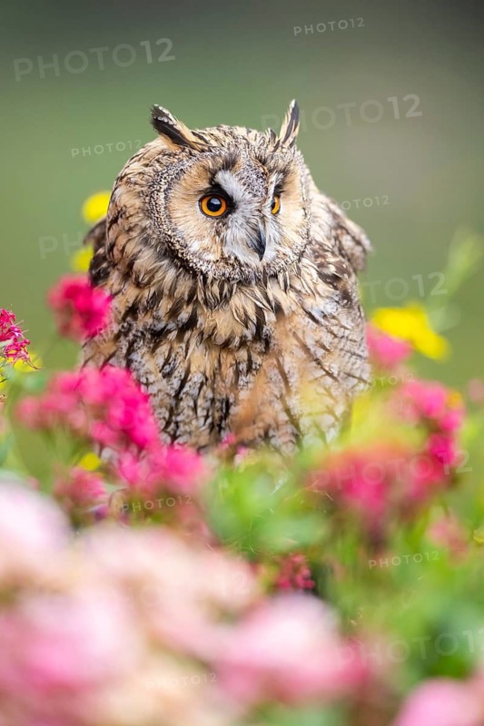 Long-eared owl (Asio otus), or lesser horned owl, sitting in middle of blossoming flowers, captive, Pyrenees, Catalonia, Spain