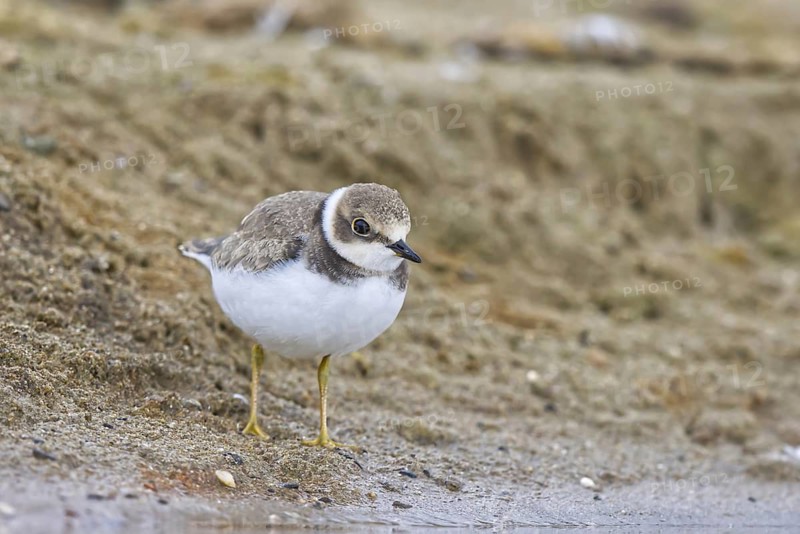 Little Ringed Plover (Charadrius dubius) juvenile, North Rhine-Westphalia, Germany