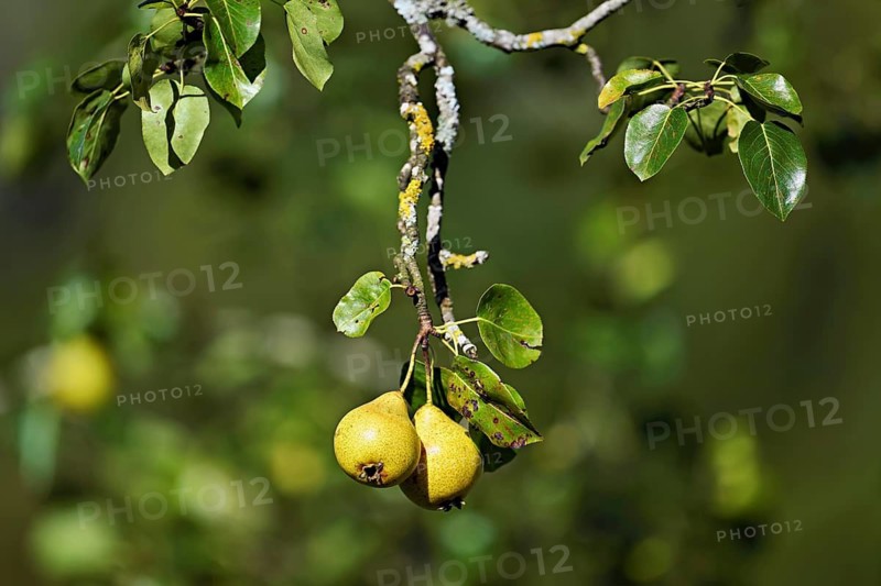 Two ripe cultivated pears (Pyrus communis) hanging on a branch, Switzerland