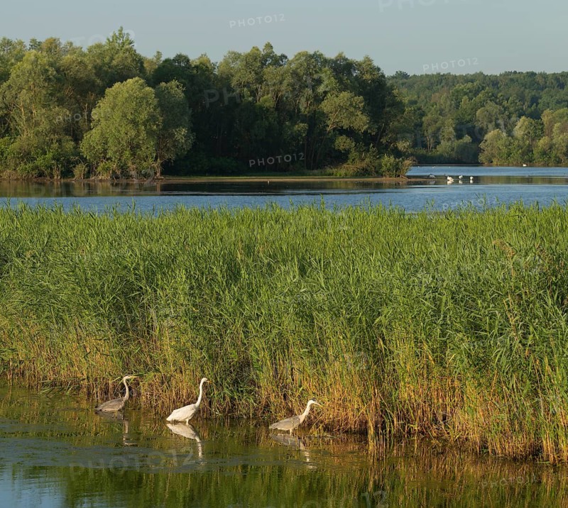 Great White Egret (Ardea alba) and Grey Heron (Ardea cinerea) foraging in the shallow water zone of a lake, wetland, reeds, reed (Phragmites australis), blue water, forest, Lower Saxony, Germany