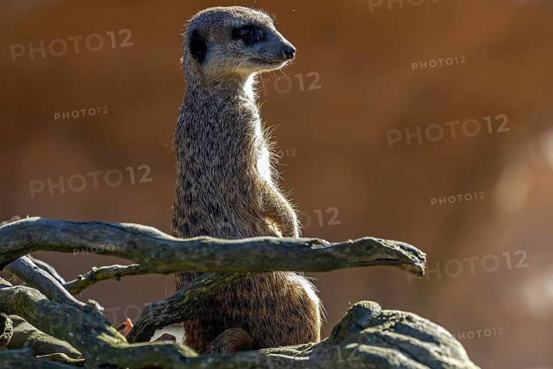 Meerkat (Suricata suricatta), on the lookout, captive, Baden-Württemberg, Germany