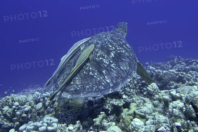 Green turtle (Chelonia mydas)