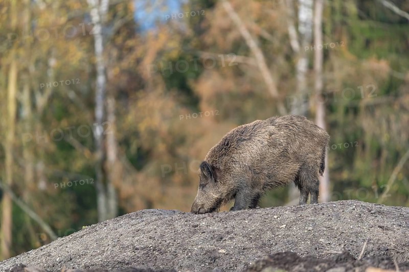 One wild boar or wild pig (Sus scrofa), standing on a hill of debris, with an autumnal colored forest in the background