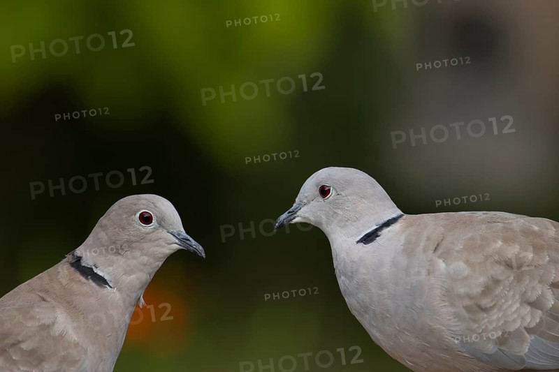 Collared dove (Streptopelia decaocto) two adult birds looking at each other, England, United Kingdom